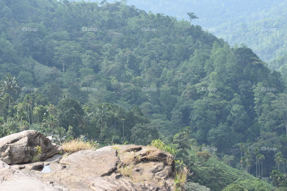 Forest vew from on top of a Waterfall