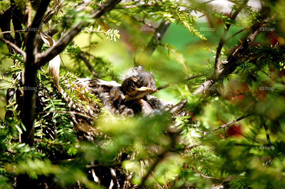 Baby robin