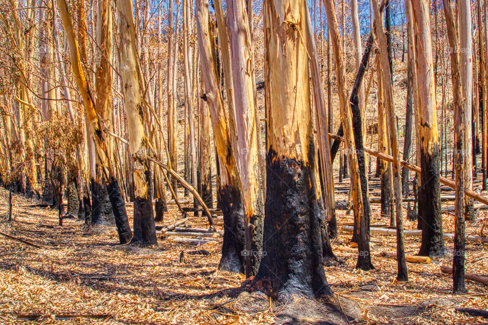 Cudlee Creek bushfires