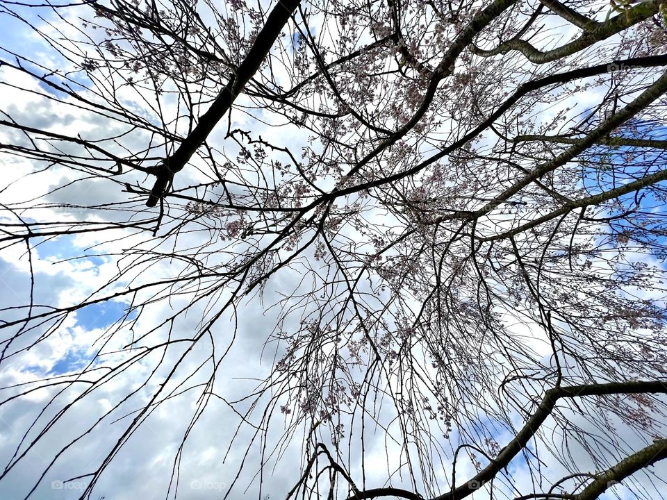 Trees seen through wide angle lens from the ground up