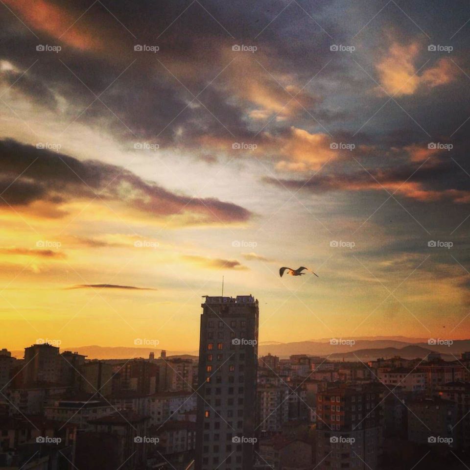 Bird flying above the city in sunset