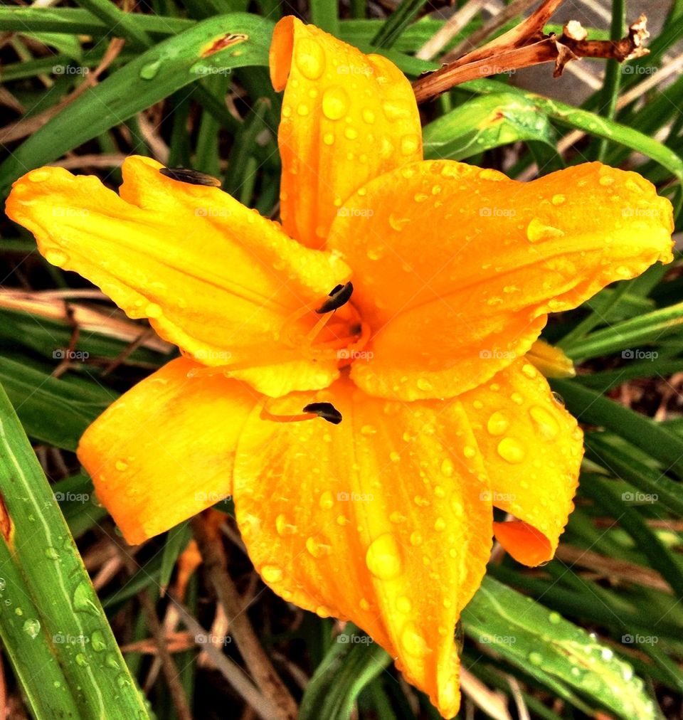 Dewdrop Flower