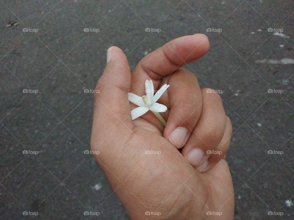 holding a fresh white flower picked by my son on the side of the road