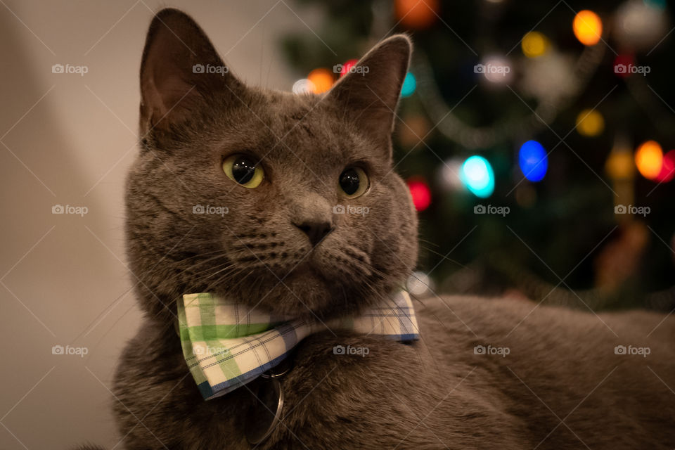 Foap, A Week in Holidays: A gray family cat dresses up for the holiday season. 