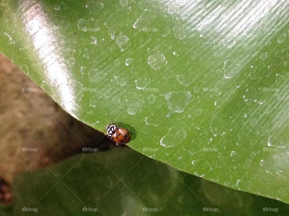 Ladybug leaf