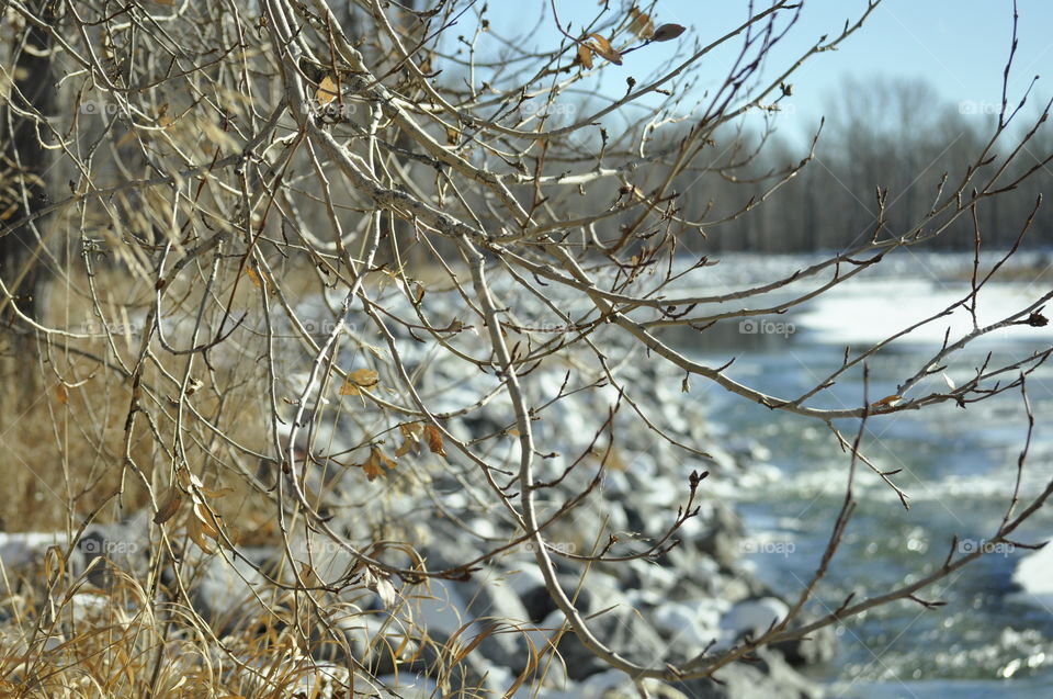 Lacy leafless branches by the river