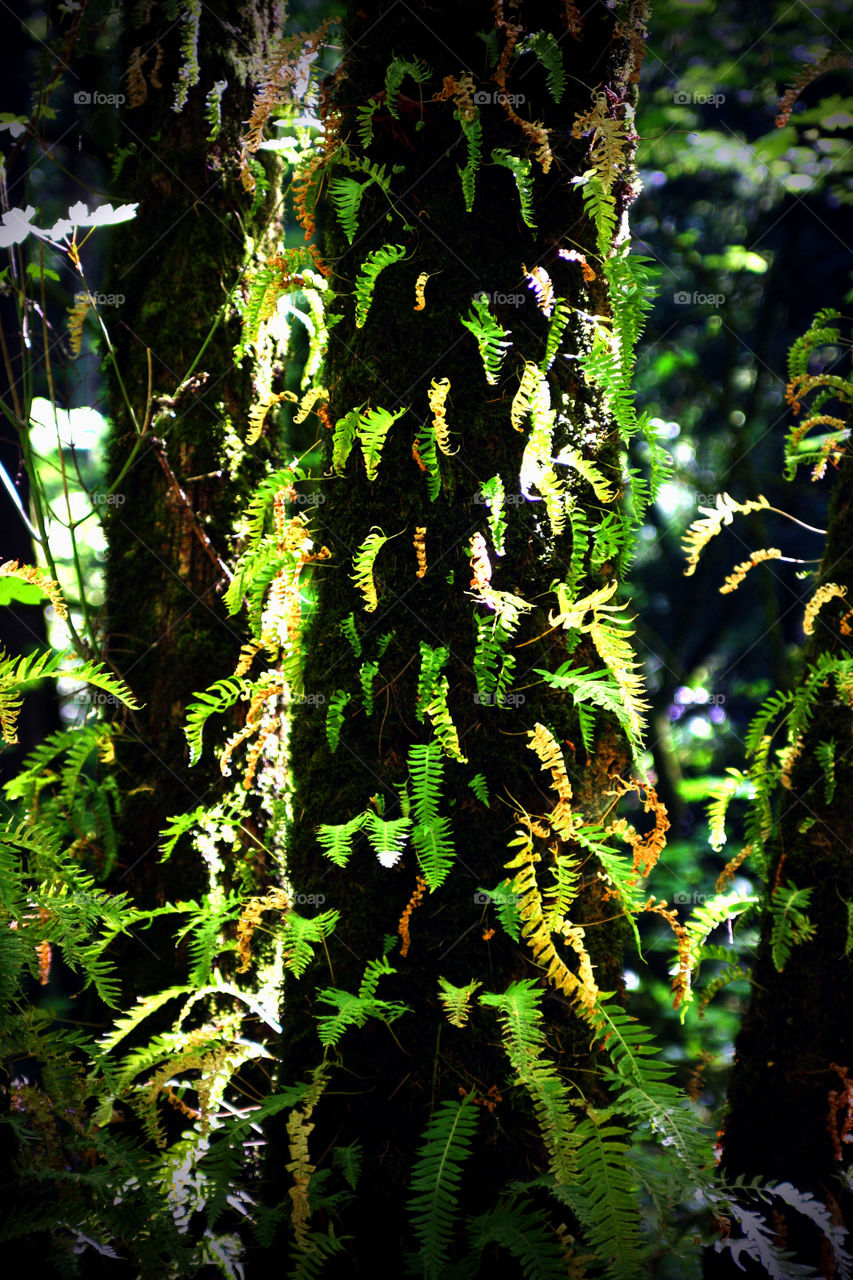 ferns through the trees