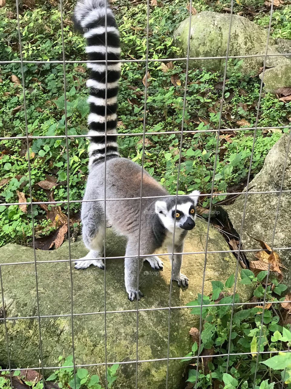 This feisty and personality filled lemur was truly putting on a show at the zoo! His bright eyes and curious personality drew in many new friends! 