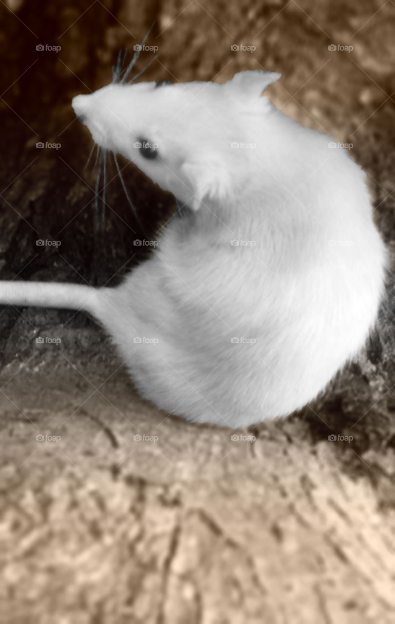White Rat