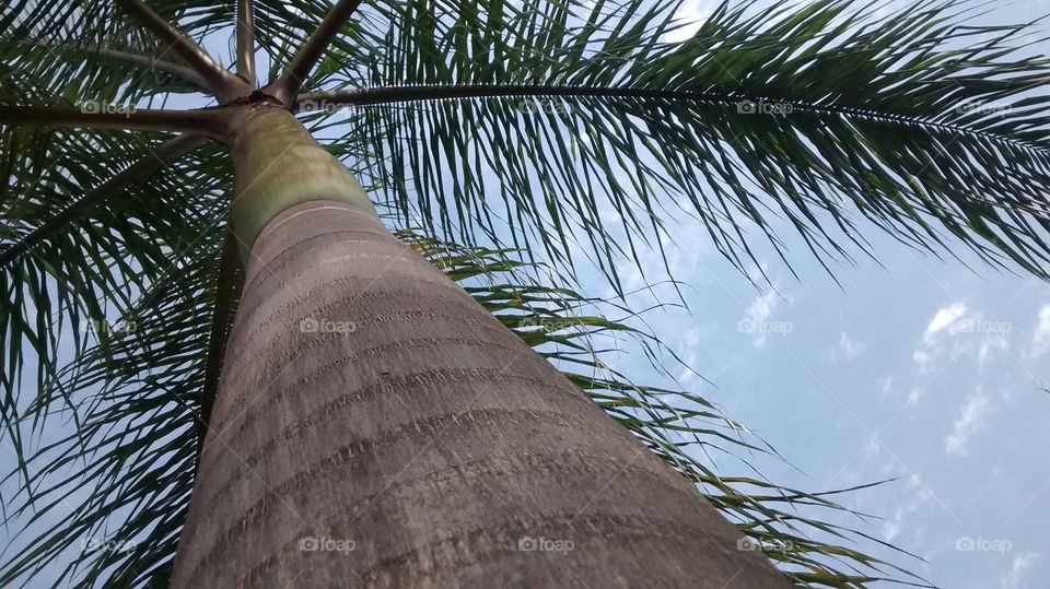 linda palmeira
