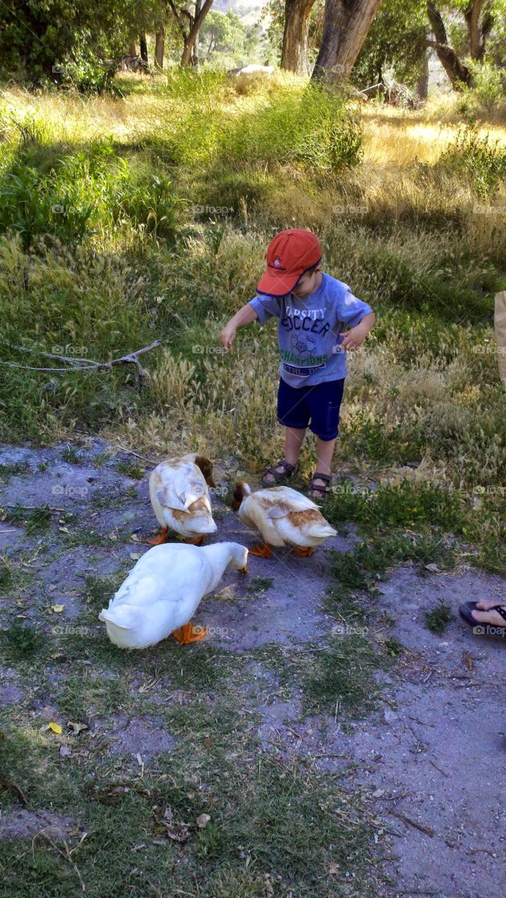 Dinner Time. My little on loves to feed the ducks at the local park.