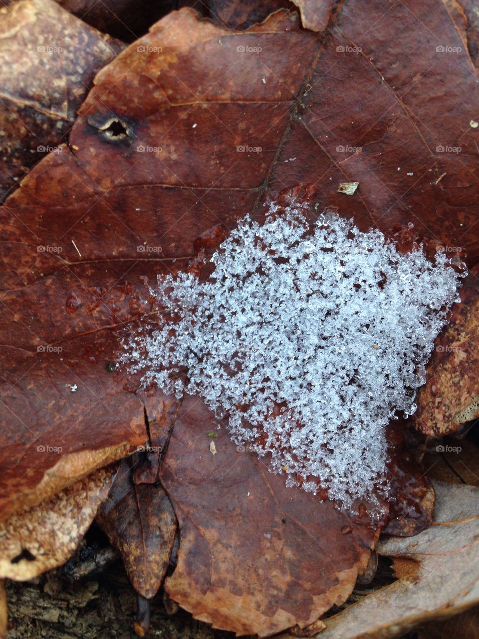 Winter in the Forest 