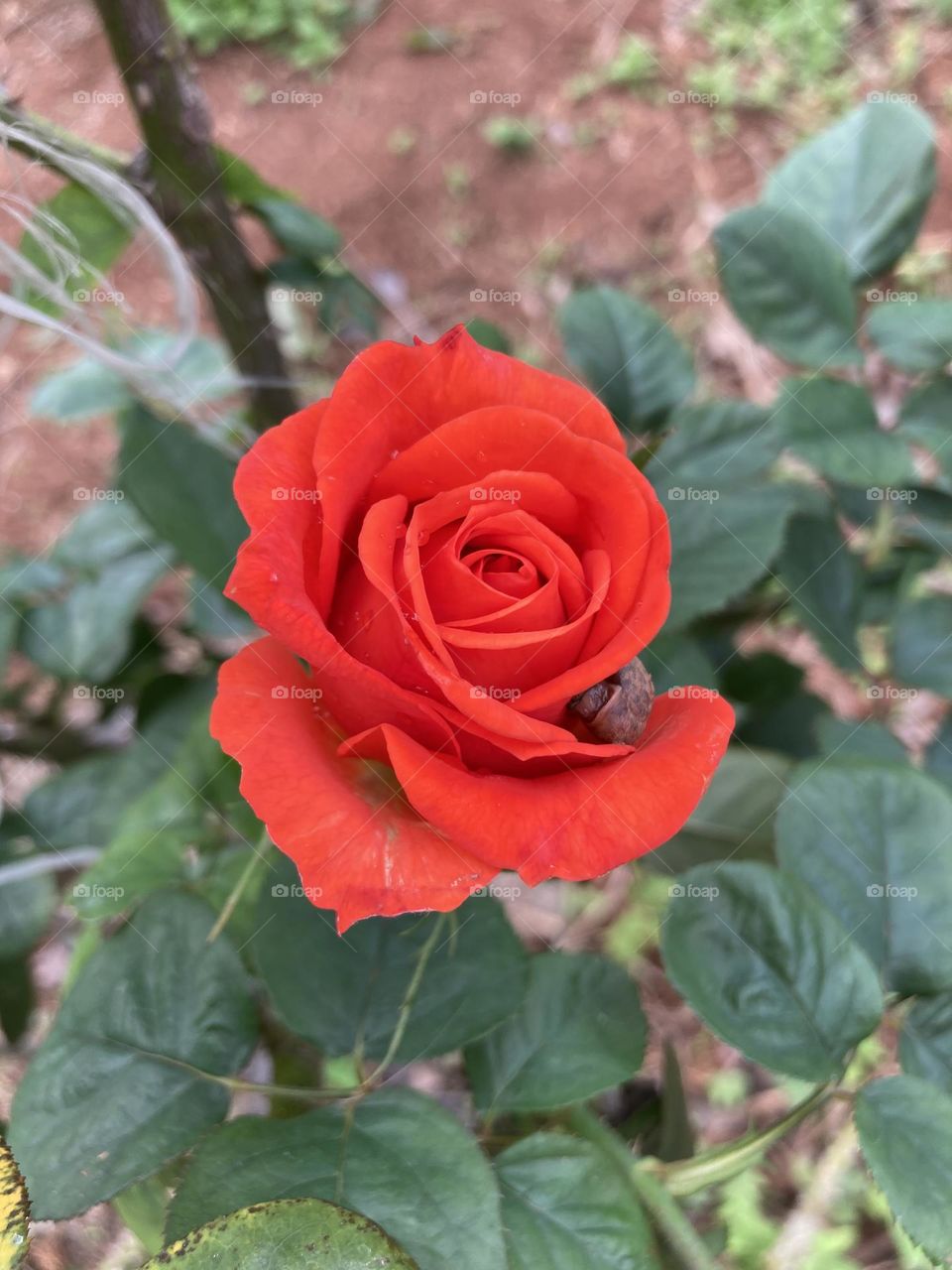 🌹 🇺🇸 Very beautiful flowers to brighten our day.  Live nature and its beauty. Did you like the delicate petals? / 🇧🇷 Flores muito bonitas para alegrar nosso dia. Viva a natureza e sua beleza. Gostaram das pétalas delicadas? 