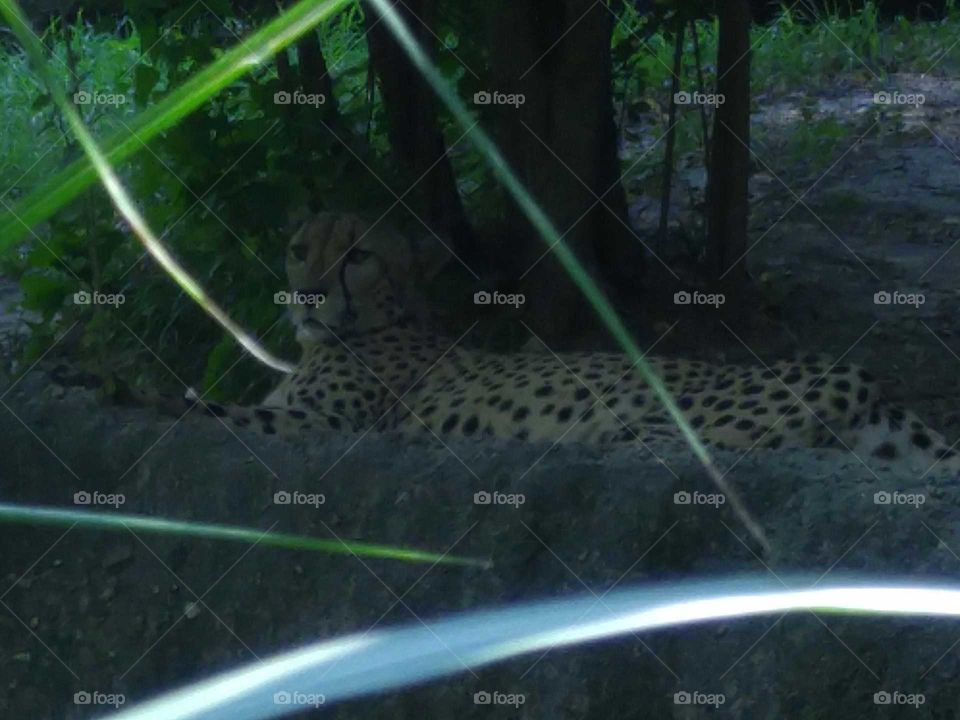 A cheetah.