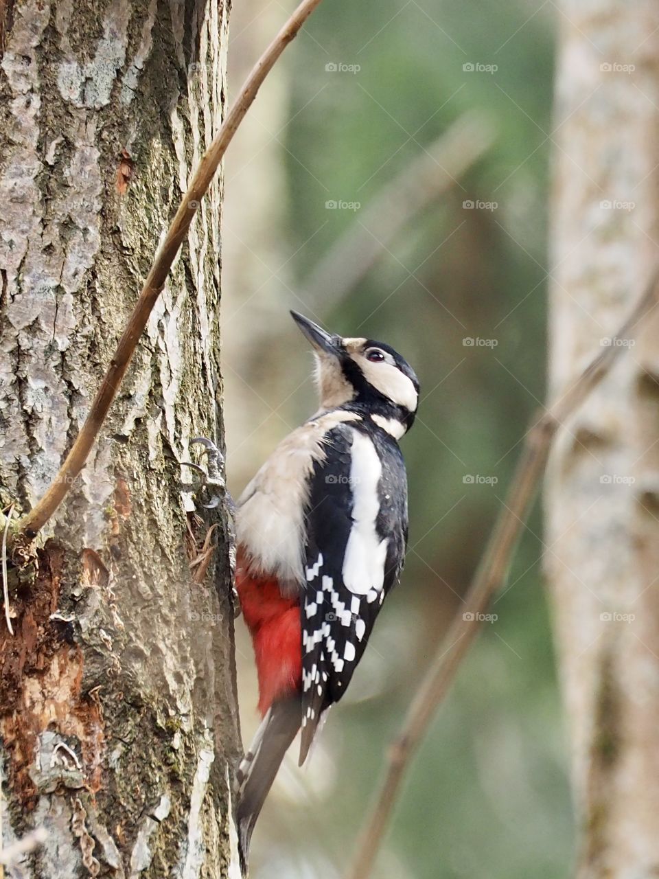 Woodpecker