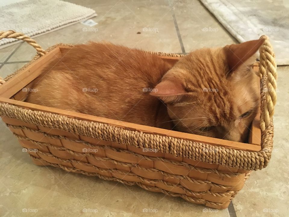 Ginger kitty sitting in a basket 🧺