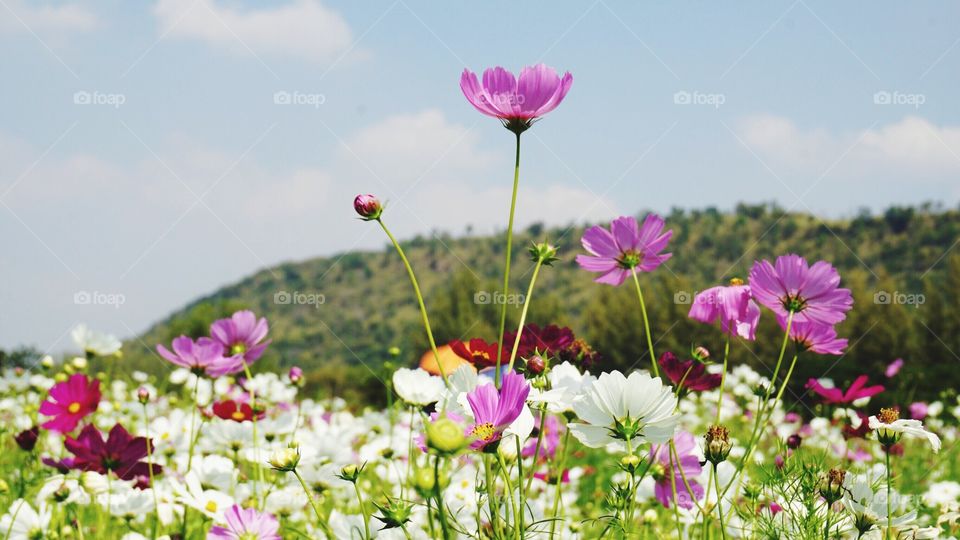 Flower, Nature, Summer, Field, Grass
