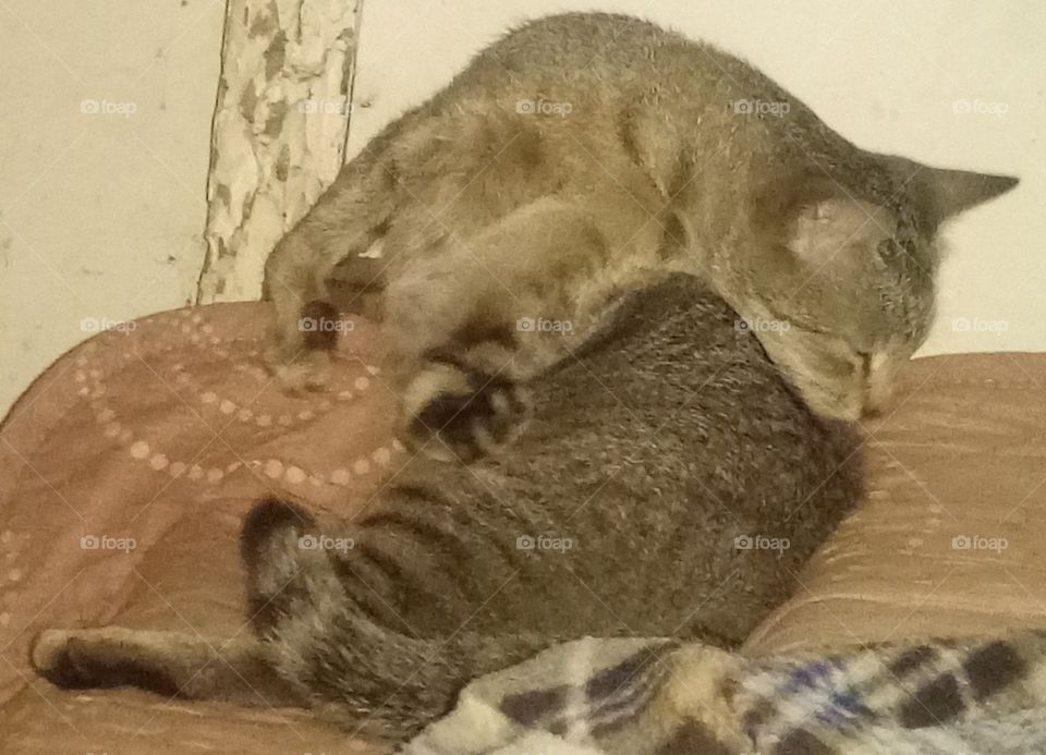 kitty messy contortionist