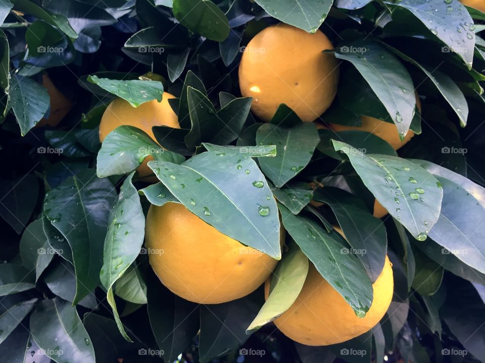 grapefruit tree