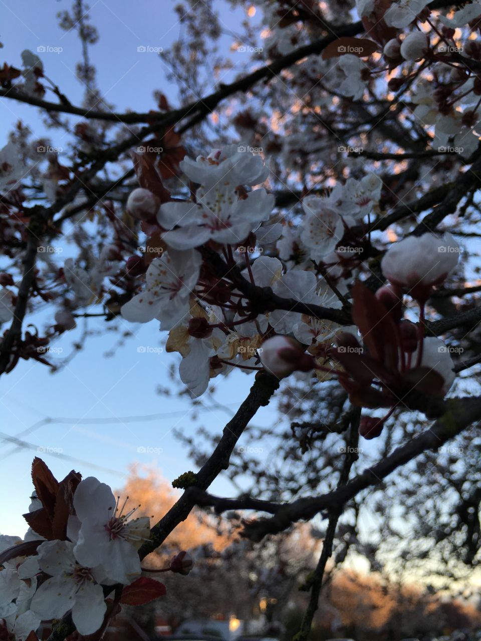 Low angle view of white flowers