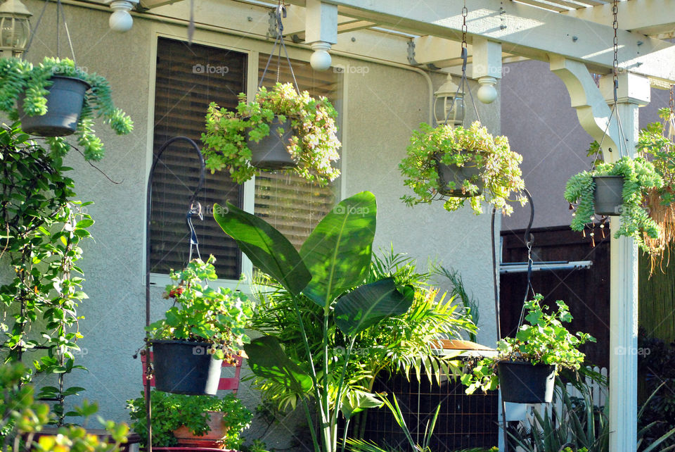 hanging succulents and house plants