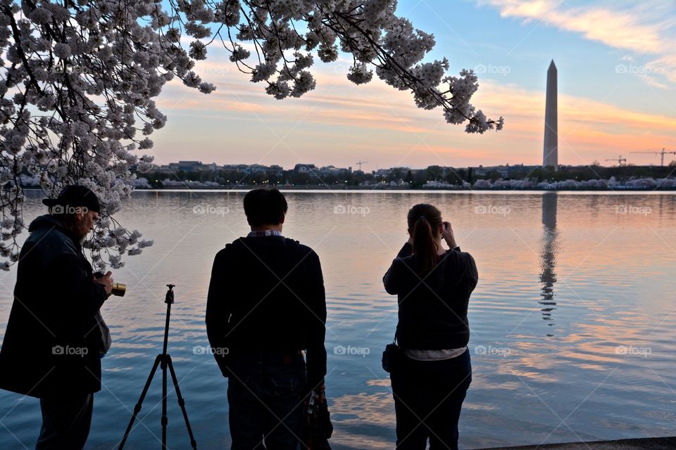 Cherry blossoms