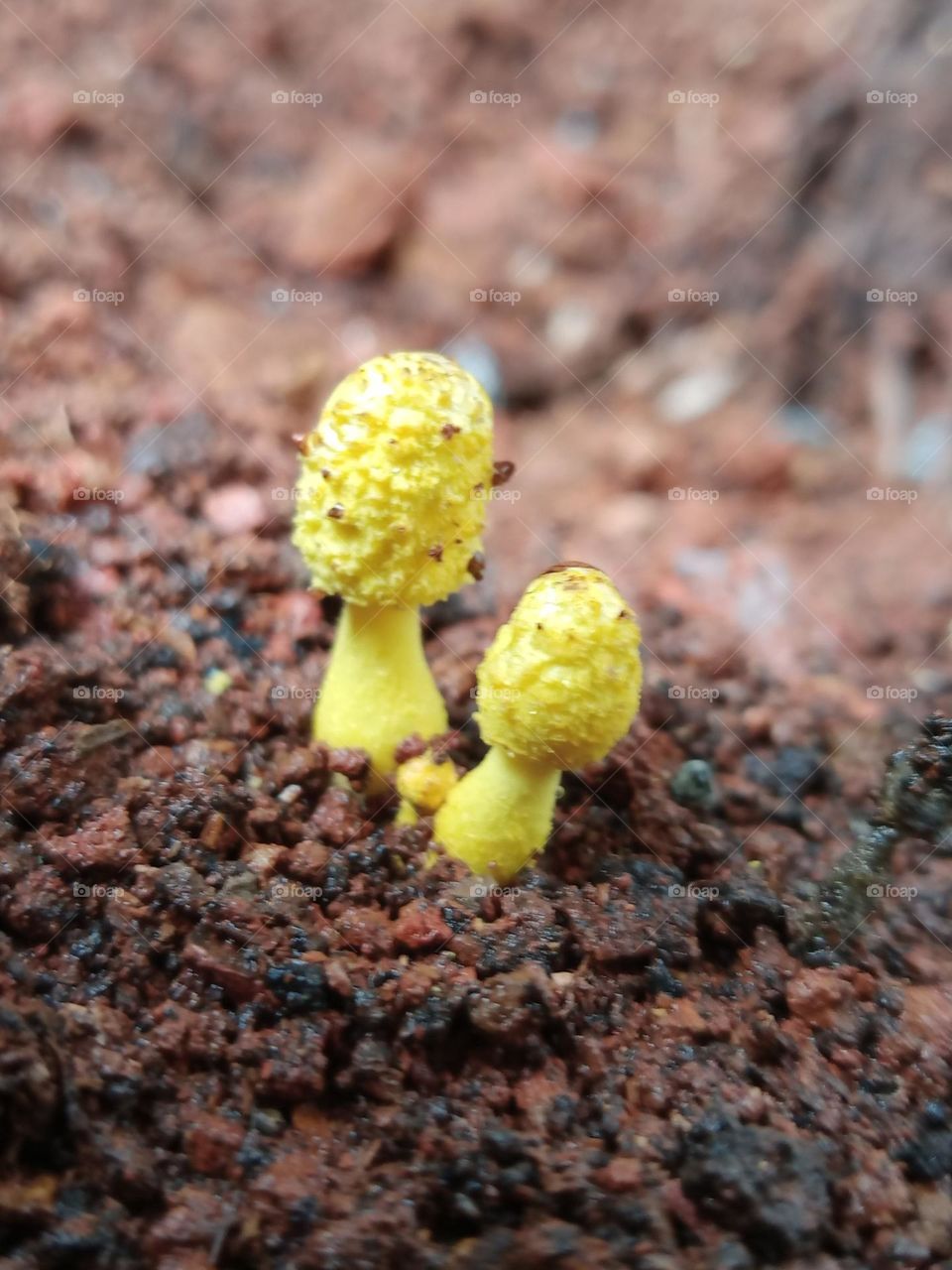 Little mushrooms