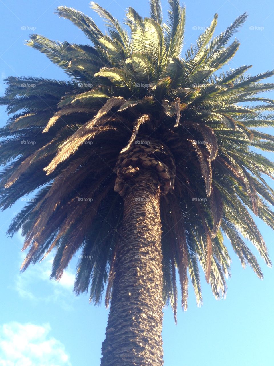 Palm tree 