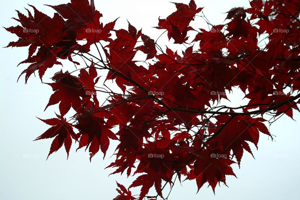 Japanese Maple