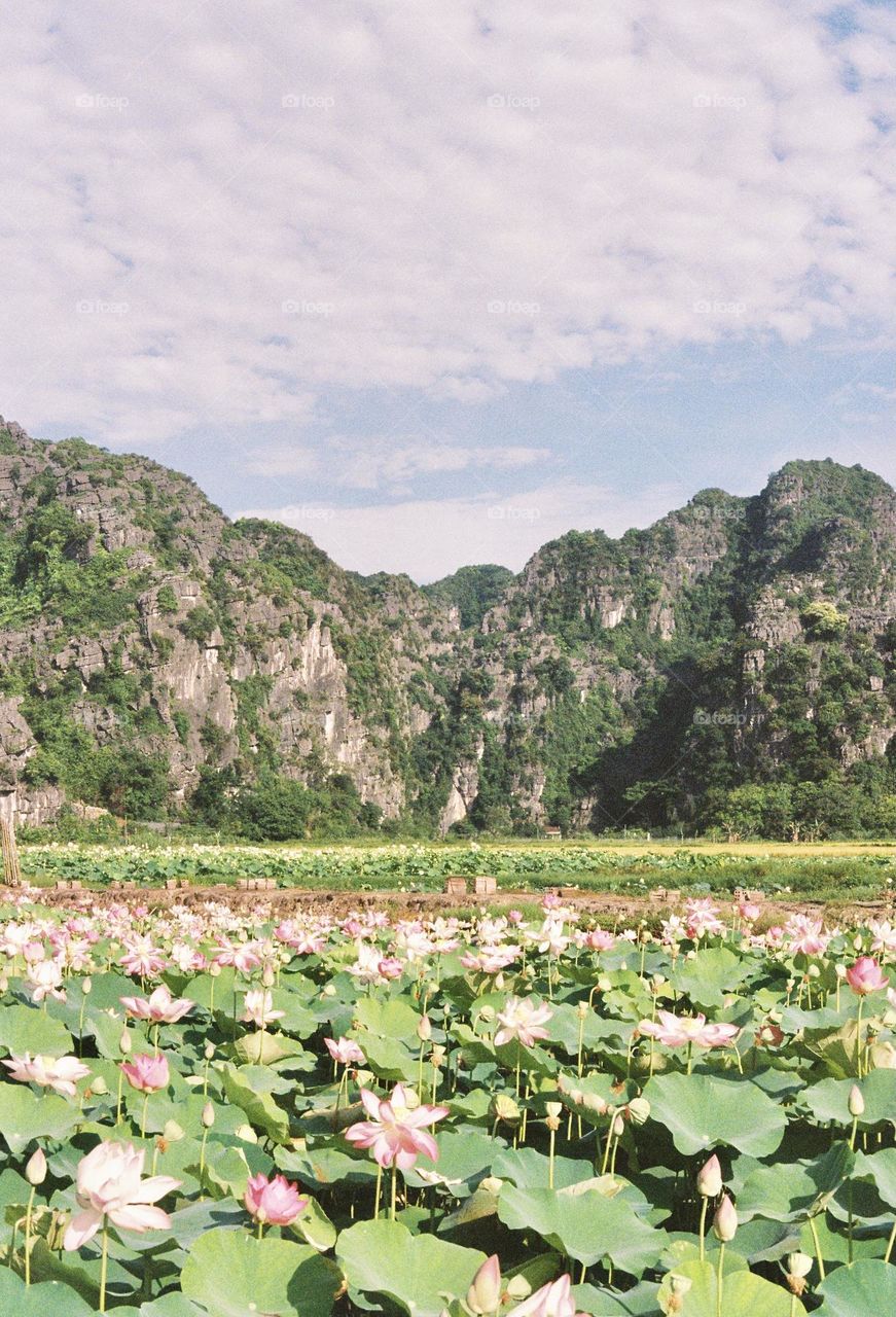 Green mountain with lotus flowers on foreground 