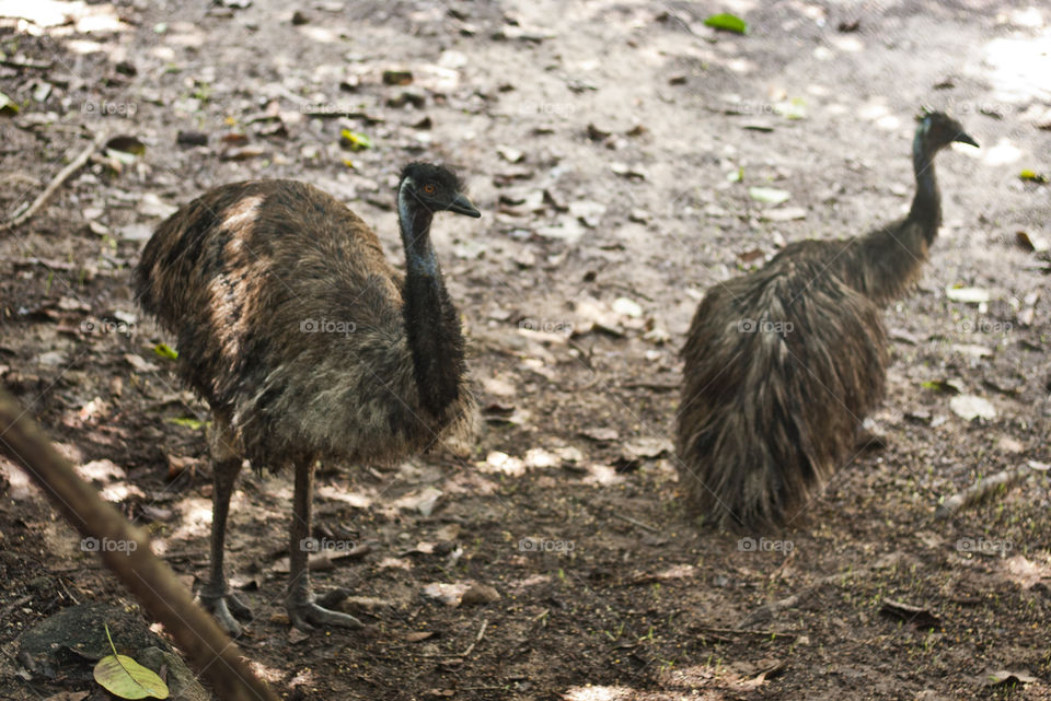 This is from a recent trip to the Puerto Vallarta Zoo. We were so close to the animals through out our walk that I never had to switch out my 50mm lens. For some reason when I was a little kid I thought all emu were bad and scary. These guys were pretty friendly.