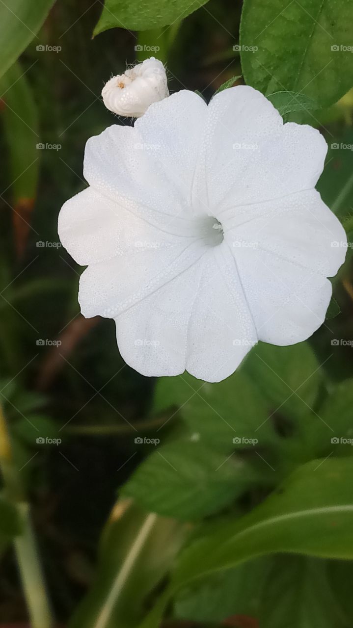 The flower is morning click very very nature