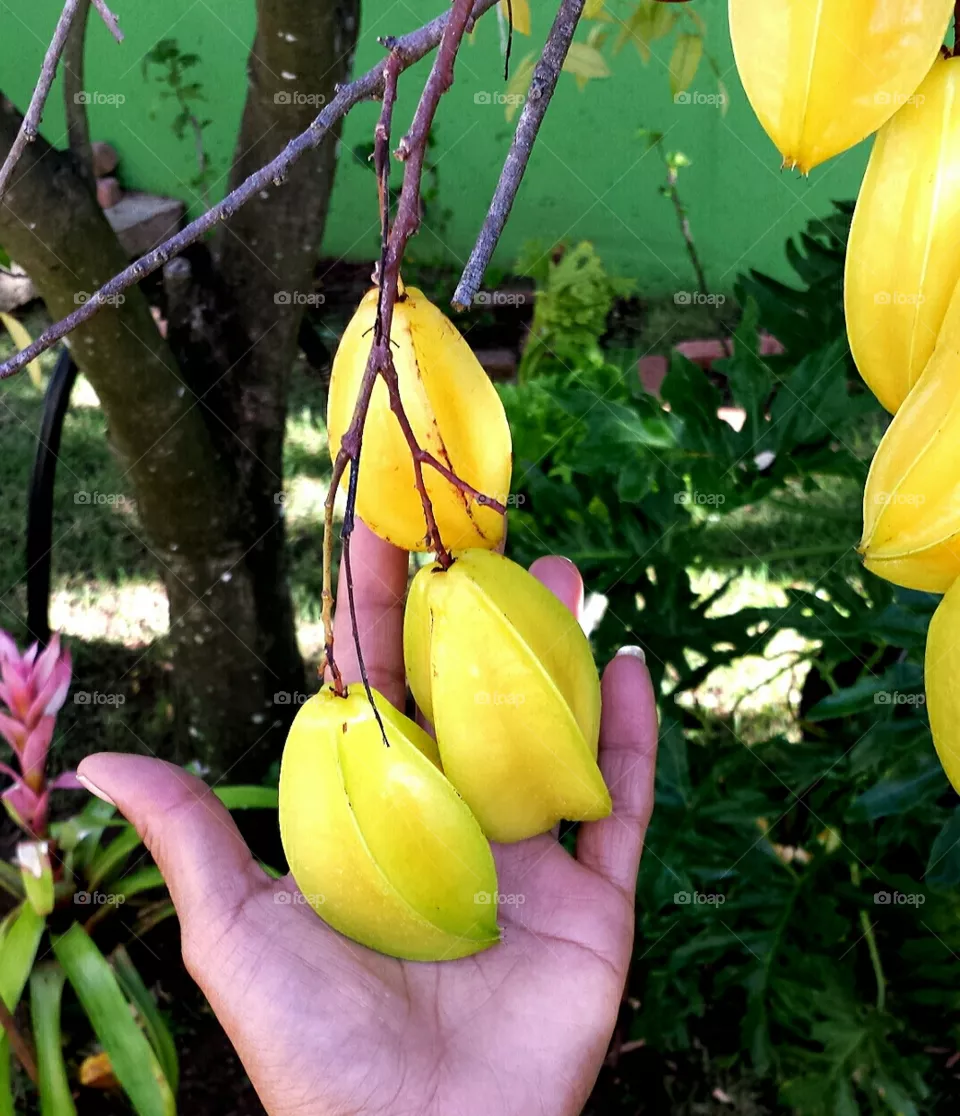 fruits of an island. fresh star fruit straight from the tree in puerto rico is amazing!