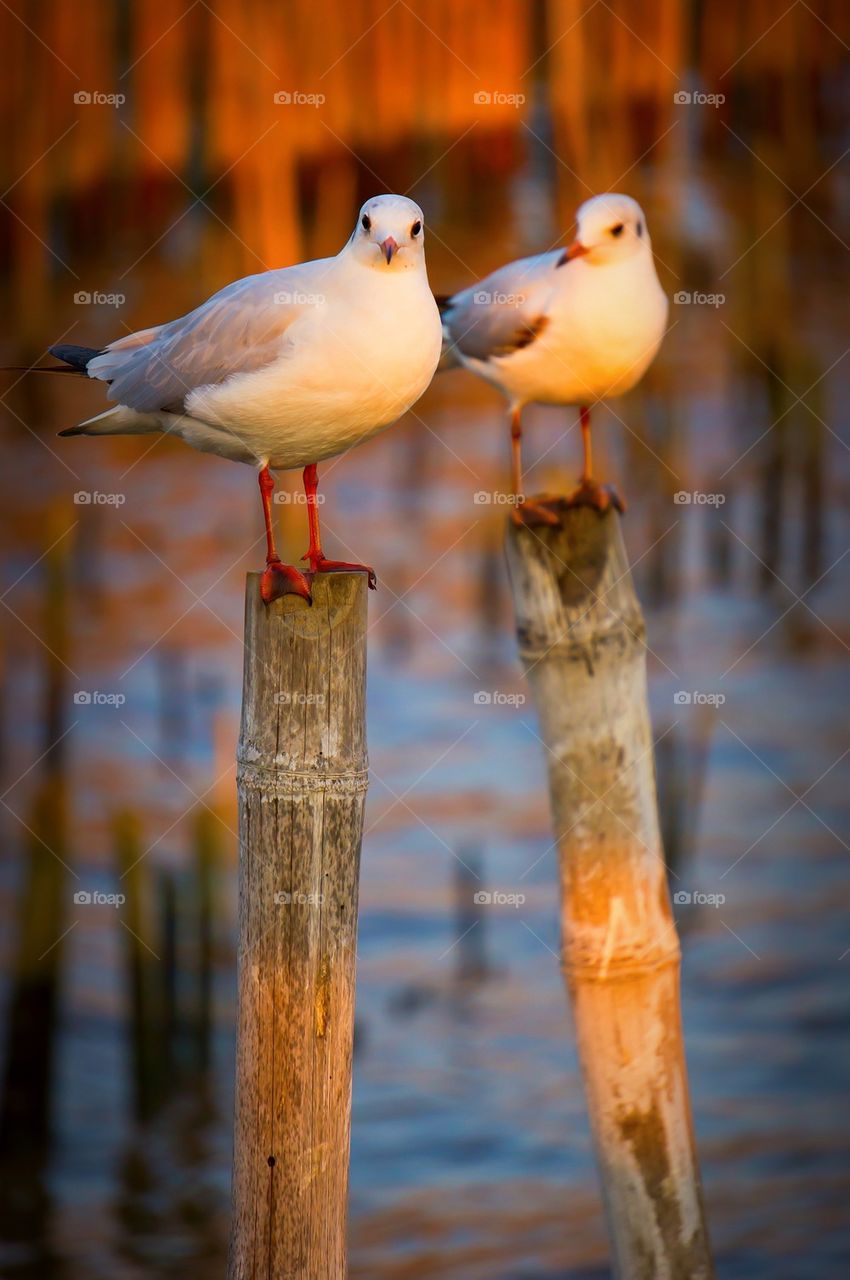 Seagull