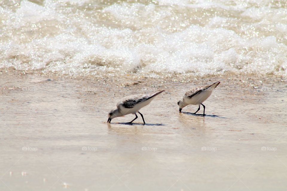 Birds drinking water on beach