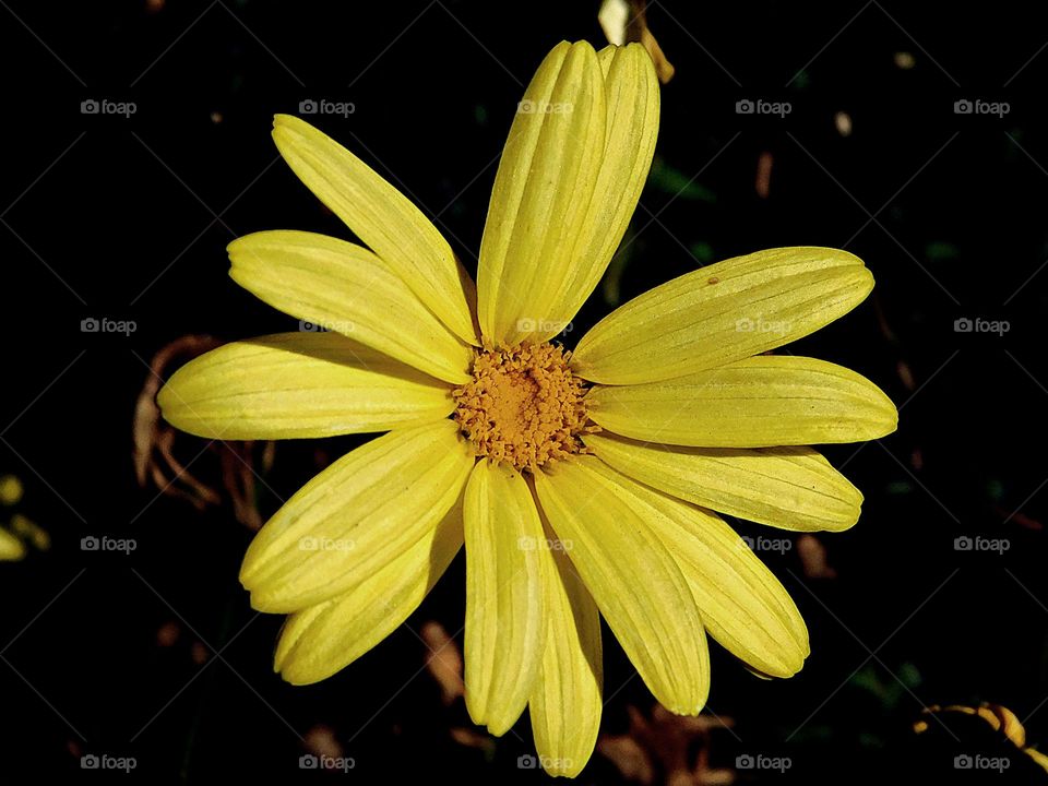 yellow flowers