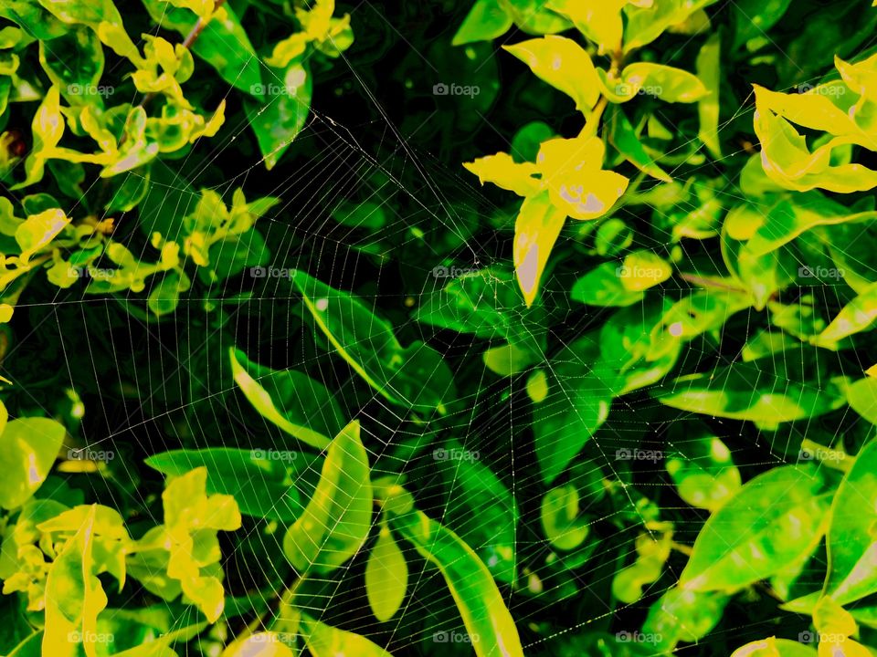 Spiderweb 