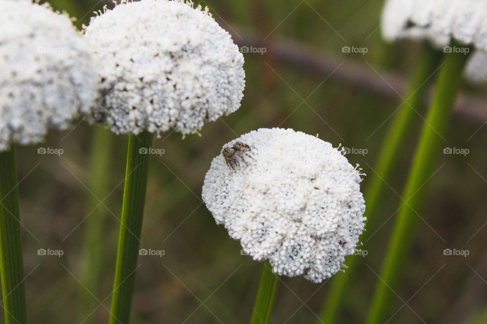 aranha na flor branca
