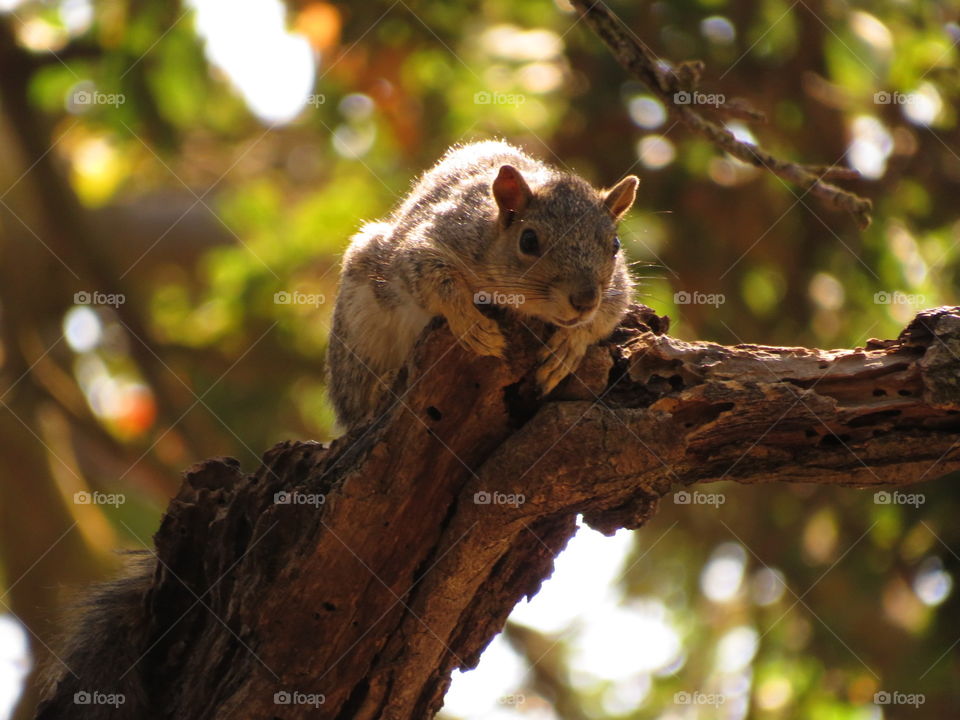 Squirrel Spotting 