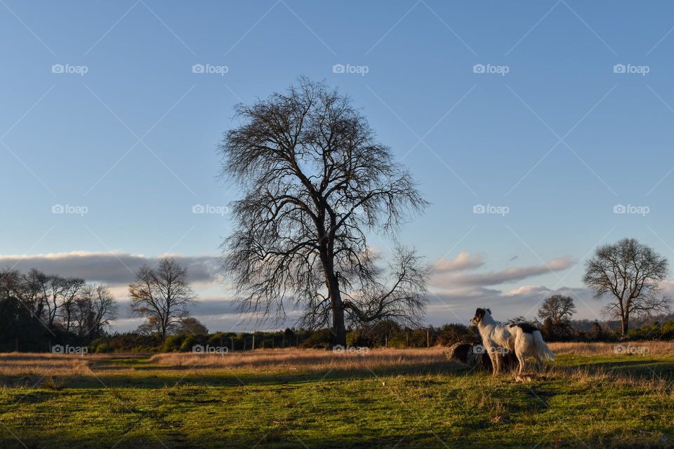 Dog looking the coutryside