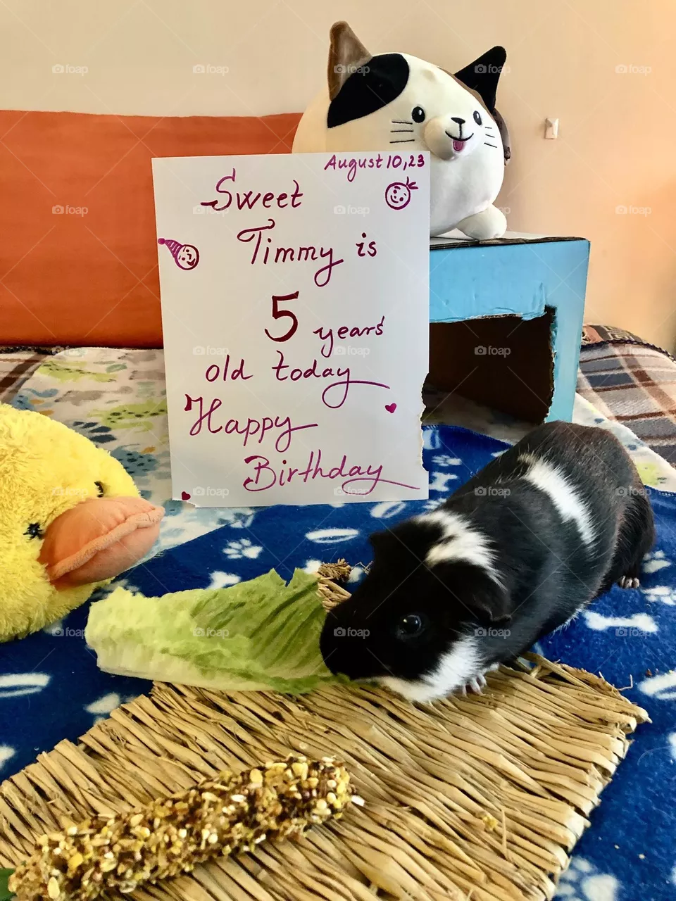 Hungry Guinea pig 