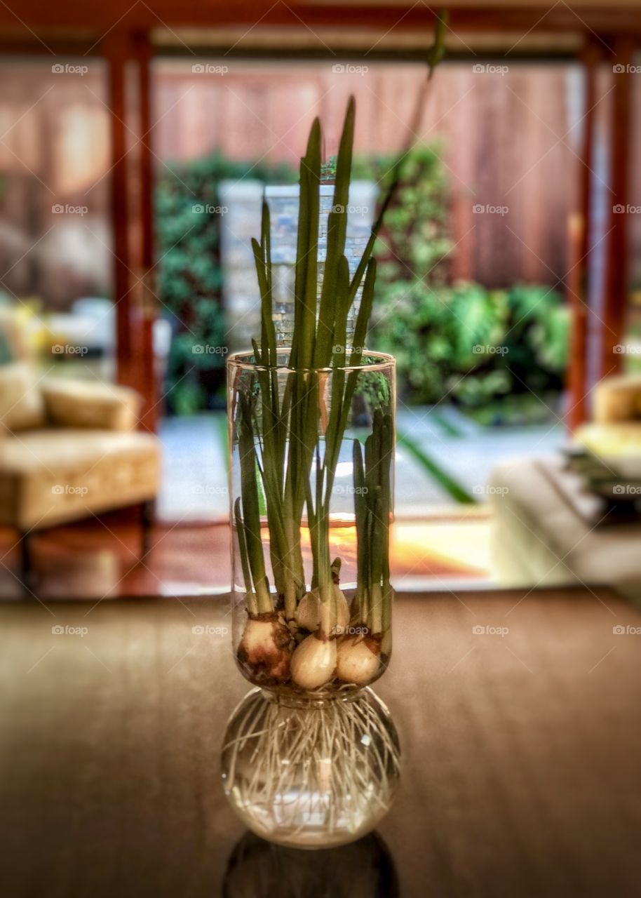 Foap Mission Crazy Plant People! Growing Bulbs in Clear Glass Vases🌱