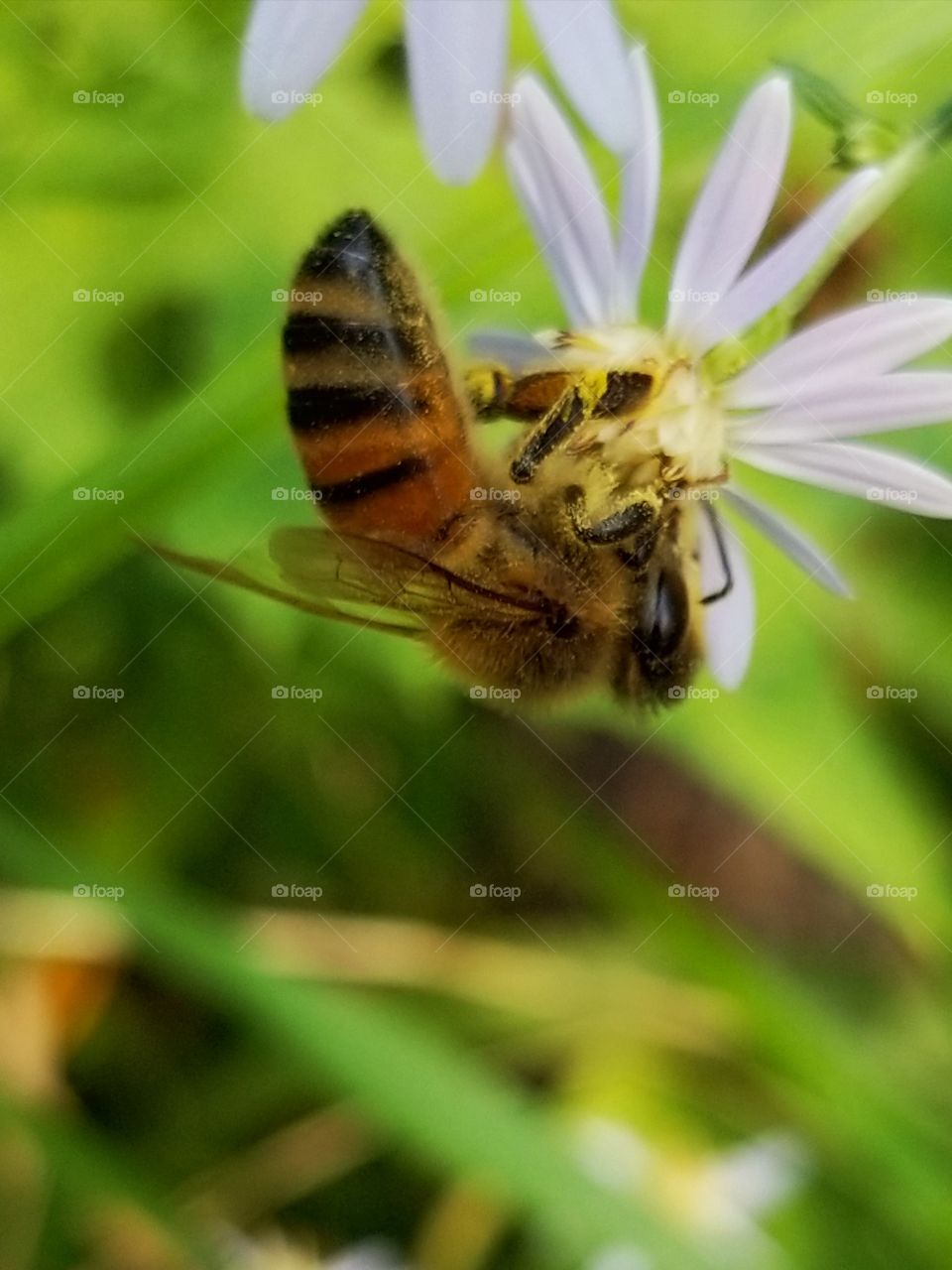 Pollinating bee