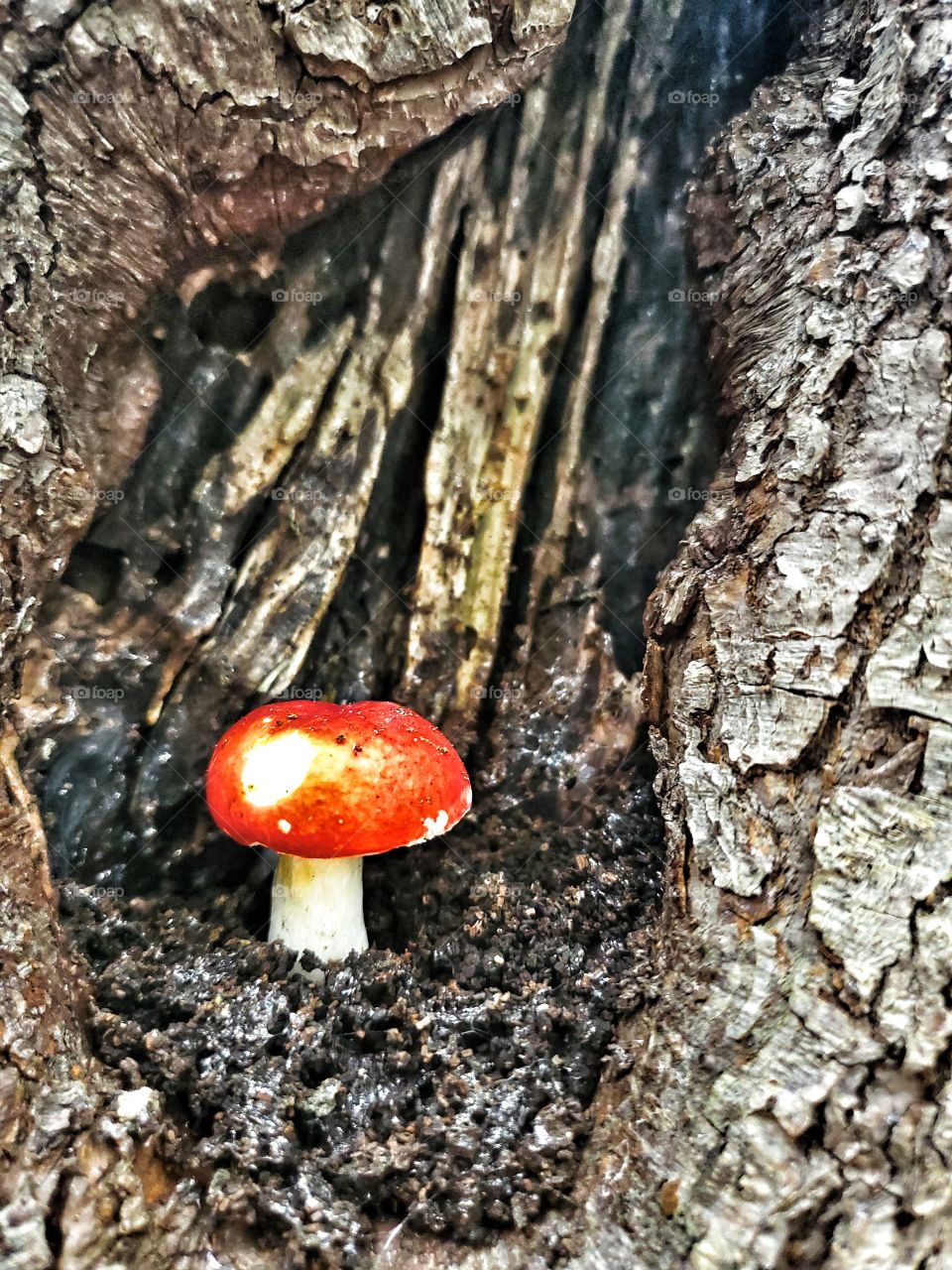 Colour red:
Mushrooms