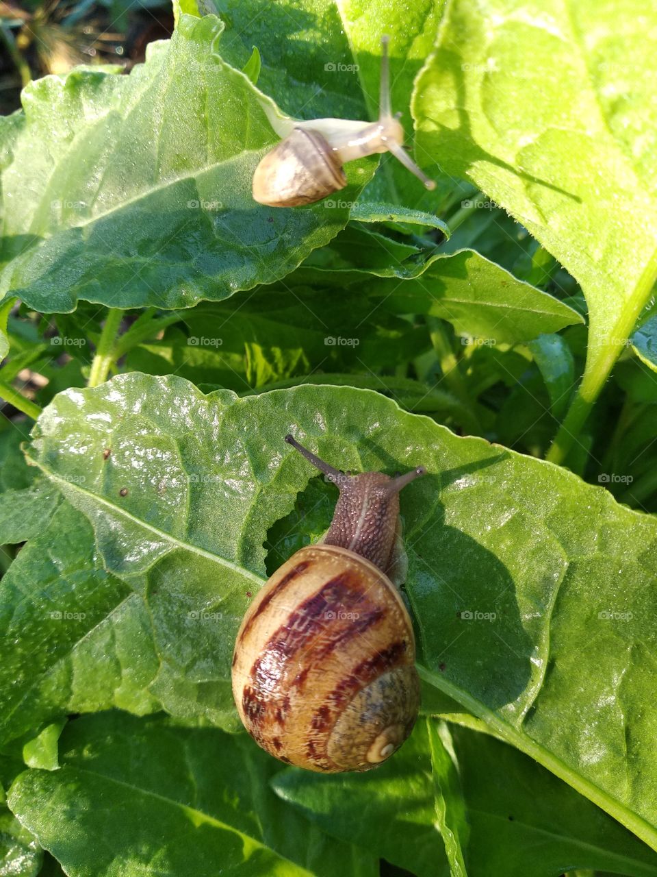 Snail