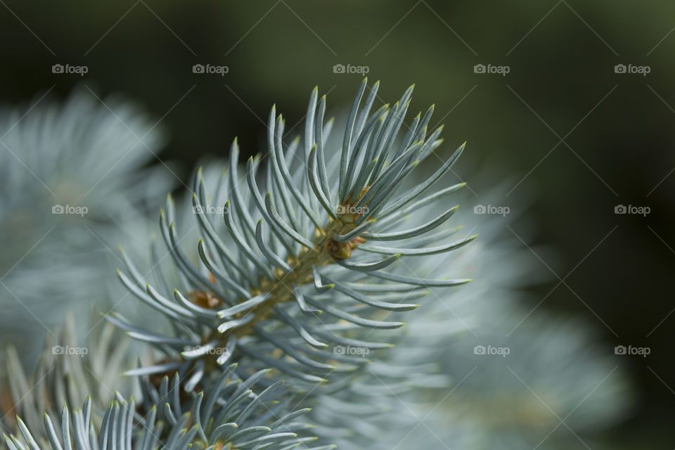Blue spruce branch Close-up. Background and Textures. White Spruce Needles