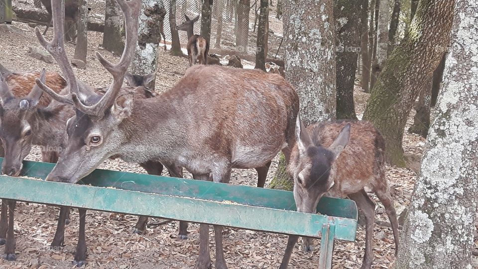 Sardinian deers