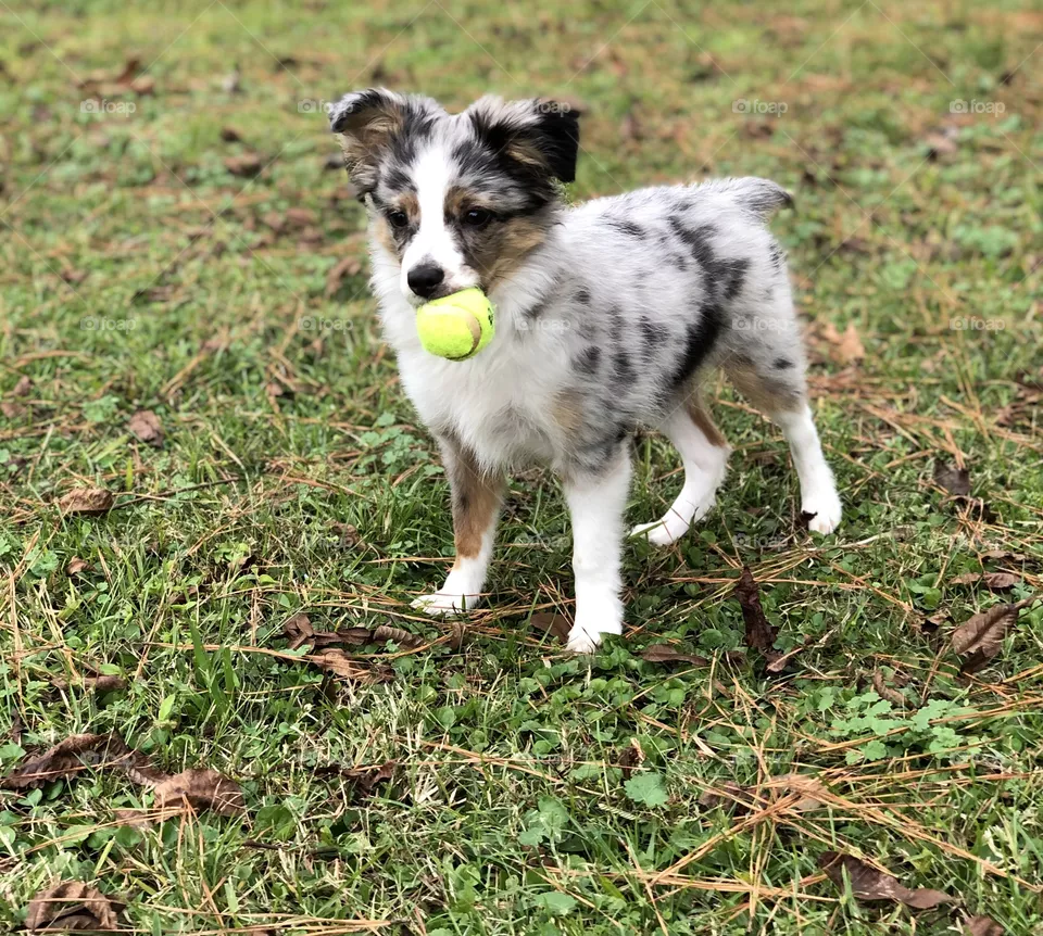 Toy Aussie 