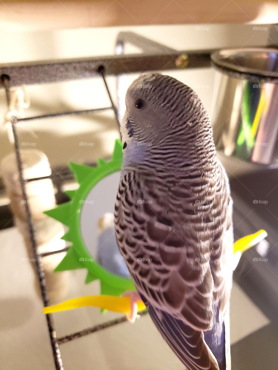 Budgie reflecting on image in mirror.