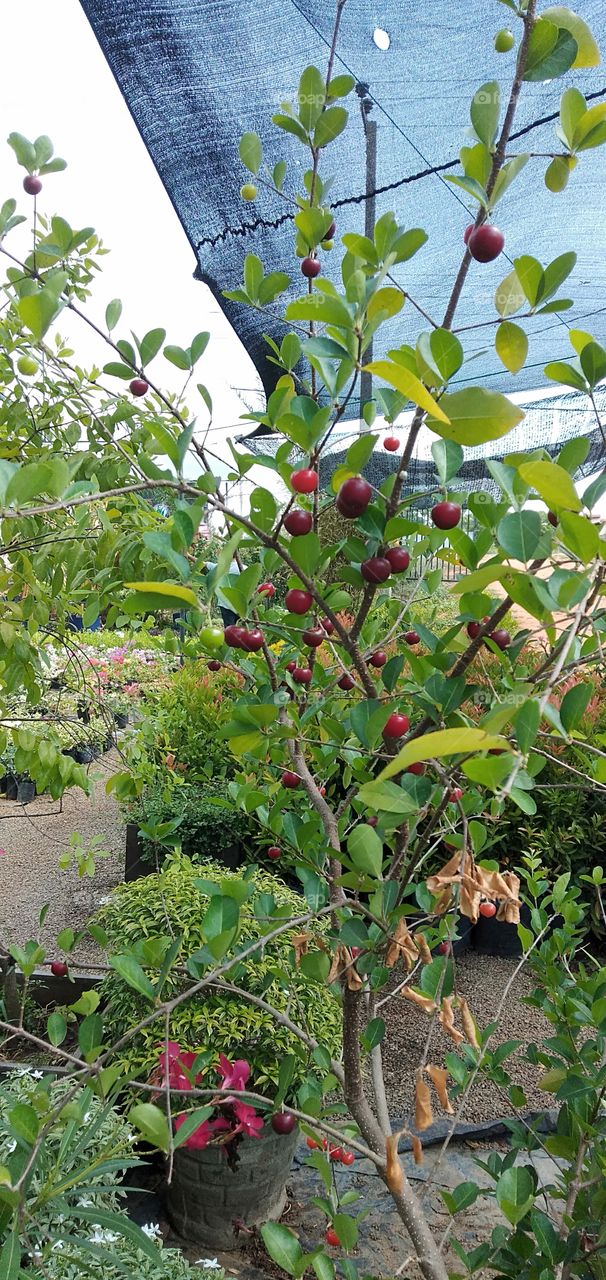 Leaf, Nature, Fruit, Tree, Branch